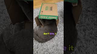 Luna British Blue Shorthair  another box Full length Video cat britishshorthair [upl. by Norvan]