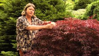 How to Prune Japanese Maples  Instructional Video w Plant Amnesty [upl. by Ardnusal]