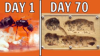 I Kept Ants For 70 Days This Happened [upl. by Renzo]