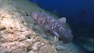 The Man Who Found the Coelacanth Diver Peter Timm [upl. by Oremor]