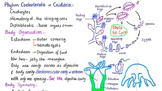 Phylum Coelenterata  phylum Cnidaria  General characteristics of phylum Cnidaria  class 11 [upl. by Yadrahc641]