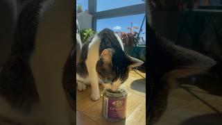 Cat crack hits kitten and this happened cat 猫 gato chat kitten funny [upl. by Nealey615]