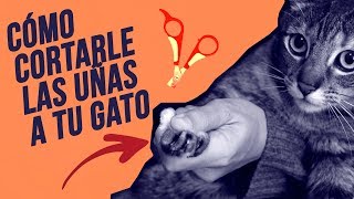 Cómo CORTAR CORRECTAMENTE las UÑAS a un GATO 💅🐱✂️ [upl. by Bacon627]