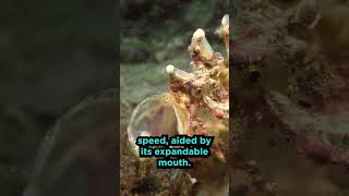 Frogfish Facts [upl. by Rogerio]