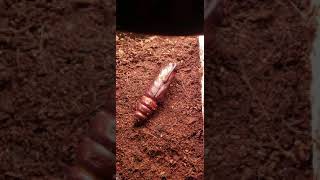 Hornworm pupae hatchinghere comes the hawk moth [upl. by Kassi]