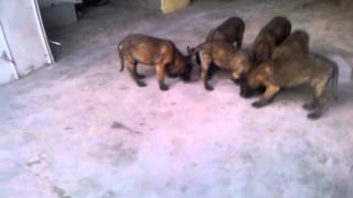 Pastor belga malinois en venta  tijuana BC [upl. by Lyrred784]