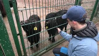 Zoo Neunkirchen 🐒🦓🦬🐫🦘 Kurzvideo [upl. by Annaerda]