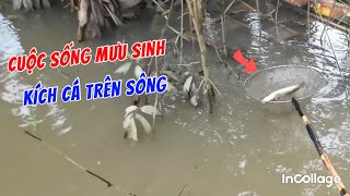 Kích cá miền Tây  Cuộc sống mưu sinhhôm nay đi lại dưới sông cá khủng khiếp quá 😂XC84tv [upl. by Yrreiht]