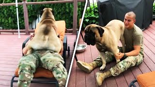 160Lb Bullmastiff Goes Nuts When Soldier Owner Returns Home [upl. by Salohci804]