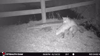 Red foxes mating 2022 Jan [upl. by Hras672]