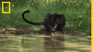 Lombre alliée la plus fidèle de la panthère noire [upl. by Nylareg]