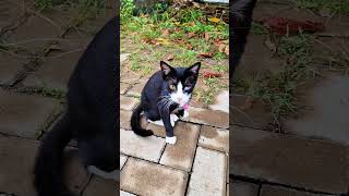 Cats alanwalker music edm remix song cutecat cuteanimals catshorts cat catslover cats [upl. by Opiak152]