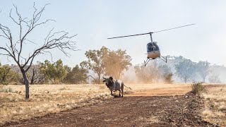 Mustering and Bull Catching in the Kimberley 2022 [upl. by Litton]