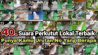 40 Perkutut lokal gacor Suara Berbeda Punya Kamu Termasuk Jenis Yang No Berapa Sobat [upl. by Yurt]