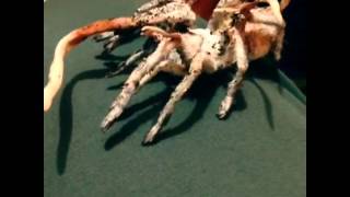 Incredible Zombie FungusAttacked Tarantula [upl. by Aremat264]