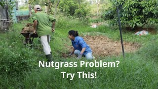 Dont Let Nutgrass Take Over The Surprising Fix You Need Now [upl. by Adamo]