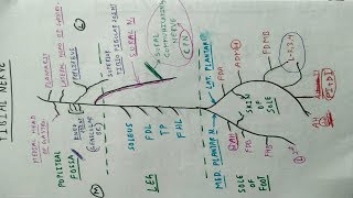 Tibial nerve  3  Lower Limb Anatomy  TCML [upl. by Laeira]