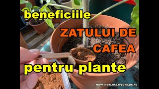 Zatul de cafea face minuni pentru plante Cum il folosim ingrijireaflorilor [upl. by Esilegna]