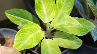 Aglaonema Collection Updates and Unknown Varieties [upl. by Singh]