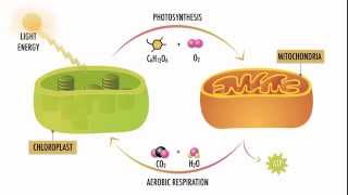 Photosynthesis and Respiration [upl. by Certie]