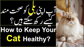 How to Keep Your Cat Healthy  Cat Care Tips at Home  How to Care my Cat [upl. by Akimyt]