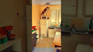 funny Cat with teen girl 🐈🤣🤣 01 viralvideo cat funny shorts [upl. by Nnylrahc568]