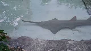 Beautiful Largetooth Sawfish in Pond [upl. by Elinnet]