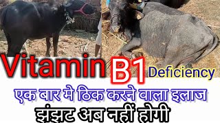 Vitamin B1 Deficiency  Vitamin B1 Deficiency Symptoms In Hindi  Polio Encefhalomalacia  Hindi [upl. by Hendren]