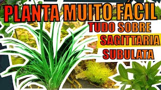 🔴SAGITTARIA SUBULATA A PLANTA CARPETE LOW TECH PARA AQUÁRIOS Mr Betta [upl. by Aihsiym]