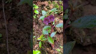 Achimenes plant kerala garden ideas youtubeshorts trendingshorts flowers gardening  plants [upl. by Moulton197]