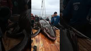 Giant Sea Creatures You Wont Believe Fishermen Caught [upl. by Lynett]