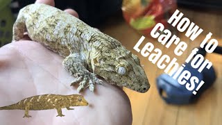 Leachianus Gecko Care Leachie  New Caledonian Giant Gecko [upl. by Nahor]