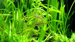 Sparkling Gourami 10 Gallon Planted Aquarium [upl. by Derag]