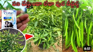 Shampoo use in mirchi మిరపపంటలోషంప్ ఎంతస్ప్రేచేయాలి షాంపూఎప్పుడుస్ప్రేచేయాలిబ్బోబారవైరస్ [upl. by Eirelam]