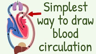 The Simplest way to show the blood circulation  Systemic Circulation amp Pulmonary Circulation [upl. by Okram]