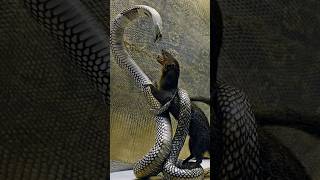 How Does The Mongoose Kill The Cobra  animals shorts [upl. by Kariotta]