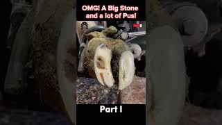 OMG A Big Stone and a lot of Pus tiktok fyp viral cow hoof hoofcare hoofpicking hoofcleani [upl. by Kuster962]