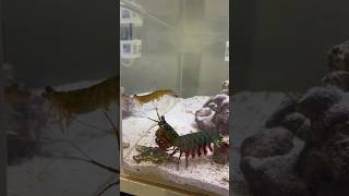 Feeding my Mantis Shrimp a MASSIVE SHRIMP [upl. by Airamzul]