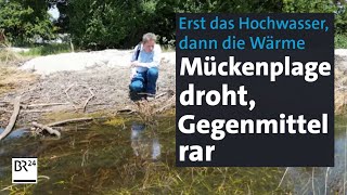 Erst Hochwasser dann Wärme – und Mücken Insektenforscher warnen vor Plage  Abendschau  BR24 [upl. by Warner205]