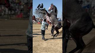 Bhogiwal horse show horse horseriding sidhumoosewala [upl. by Eniloj844]