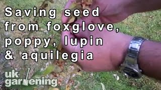 Saving seeds of foxglove poppy lupin and aquilegia [upl. by Htaek]