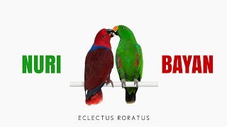 NURI BAYAN MALUKU DIALAM LIAR Eclectus Roratus [upl. by Kayley]