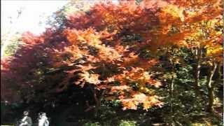 AutumnLeaves at MeigetsuinKamakura 鎌倉 明月院 紅葉 [upl. by Enait]