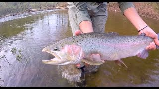 The Elusive Southern Ontario Steelhead [upl. by Elsie523]