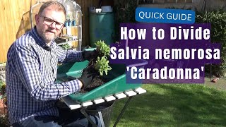 How to Divide Salvia nemorosa Caradonna  Propagating Hardy Perennial Salvias  Gardening Tips [upl. by Eiramait]