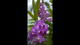 Rhynchostylis Coelestis  How to Grow and Care [upl. by Simaj376]