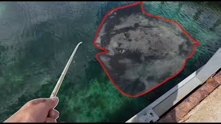 Giant Stingray at Mornington pier while fishing [upl. by Icrad]