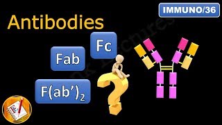 Fab Fc and Fab2 in antibodies immunoglobulins FLImmuno36 [upl. by Amie]