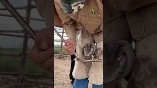 Using nippers to build a “shelf” and trim a hoof instructive mule horse farrier asmr [upl. by Tterrag179]