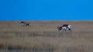 Pronghorns Antilocapra americana at Bison Calving Plains  Grasslands National Park  exploreorg [upl. by Arick]